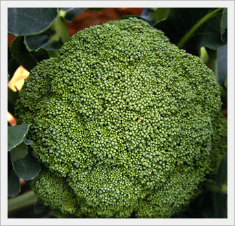 Broccoli Seeds -Purumi 60- Made in Korea